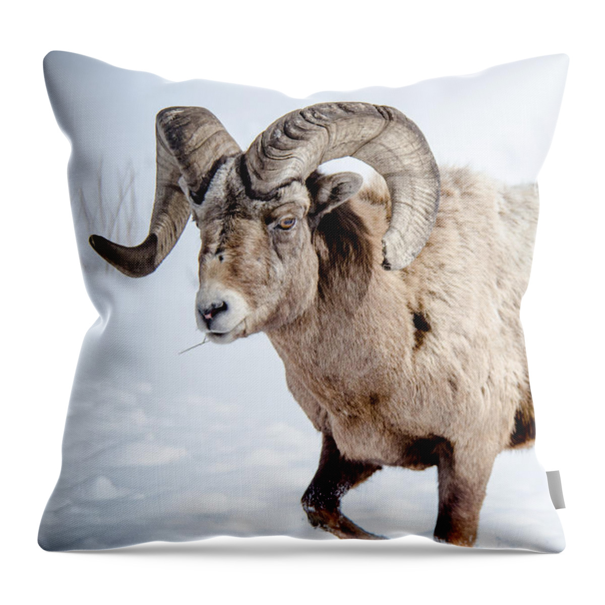 Big Horn Sheep Throw Pillow featuring the photograph Big Horns on this Big Horn Sheep by Roxy Hurtubise