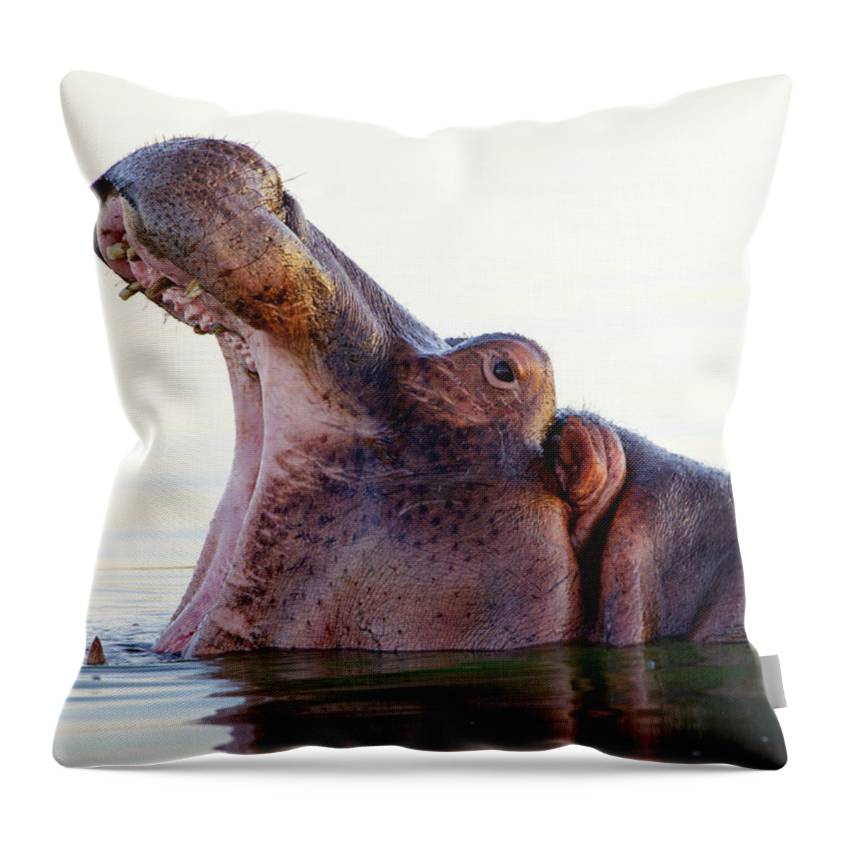 Hippopotamus Throw Pillow featuring the photograph Hippopotamus Yawning - South Africa by Birdimages