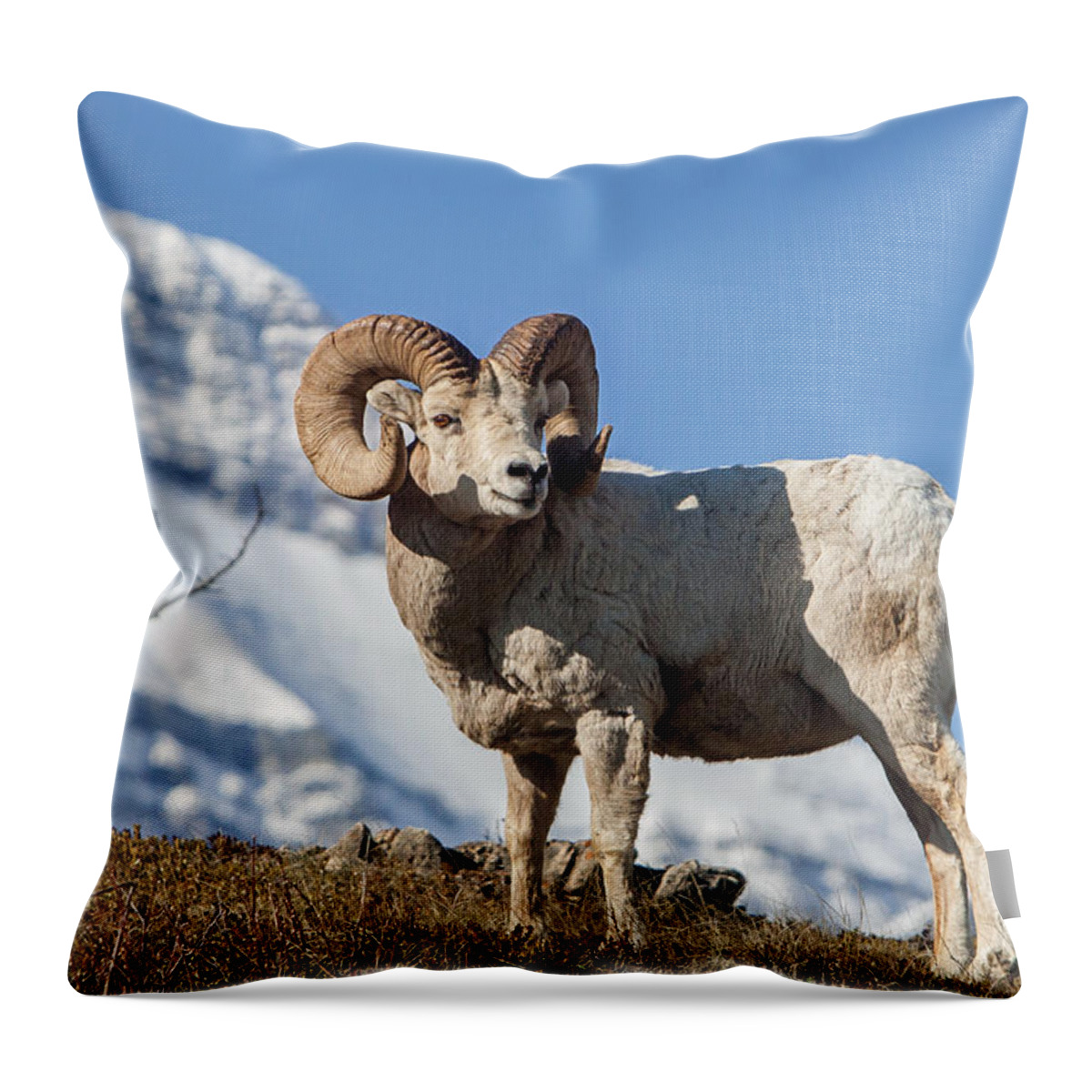 Big Horn Ram Throw Pillow featuring the photograph His Majesty by Jack Bell