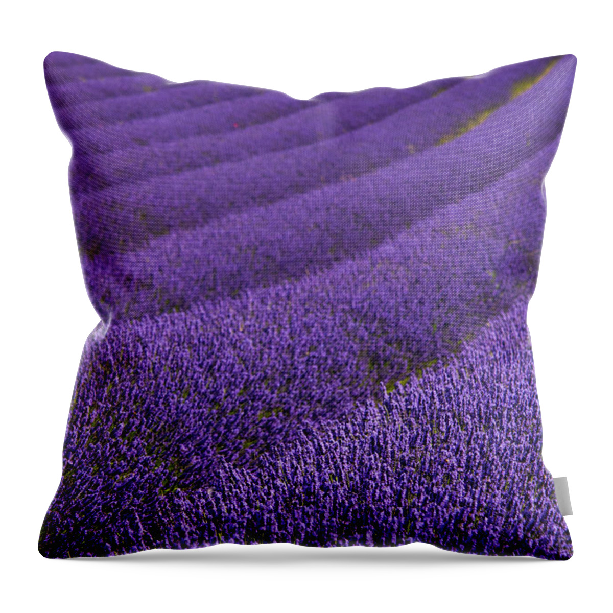 Purple Throw Pillow featuring the photograph Hitchin Lavender by Sergio Amiti