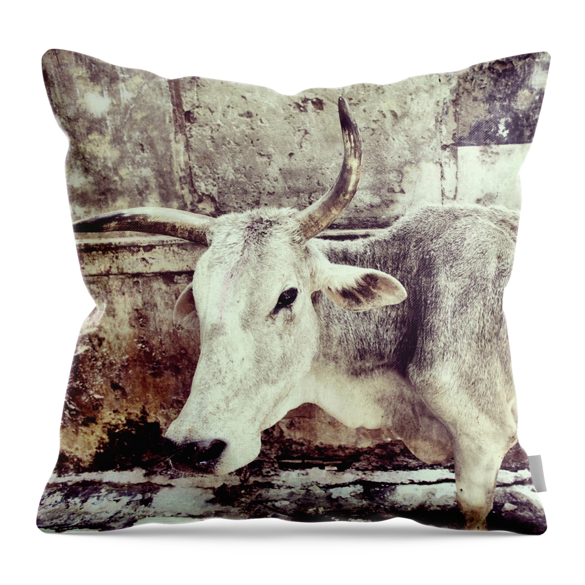 Hinduism Throw Pillow featuring the photograph Holly Cow by Ozgurdonmaz