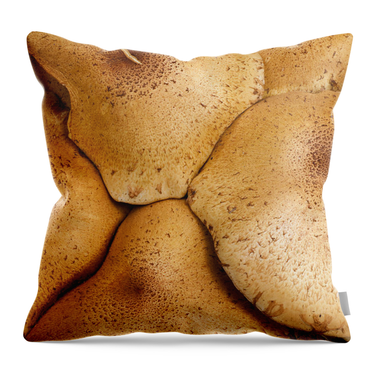 Feb0514 Throw Pillow featuring the photograph Honey Fungus Mushrooms Germany by Duncan Usher