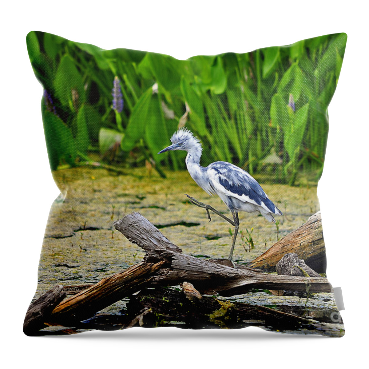 Heron Throw Pillow featuring the photograph Hooligan Heron by Al Powell Photography USA