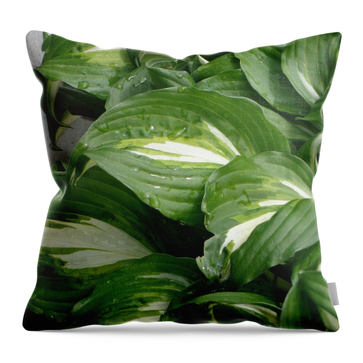 Hosta Throw Pillow featuring the photograph Hosta Leaves after the Rain by Christina Verdgeline
