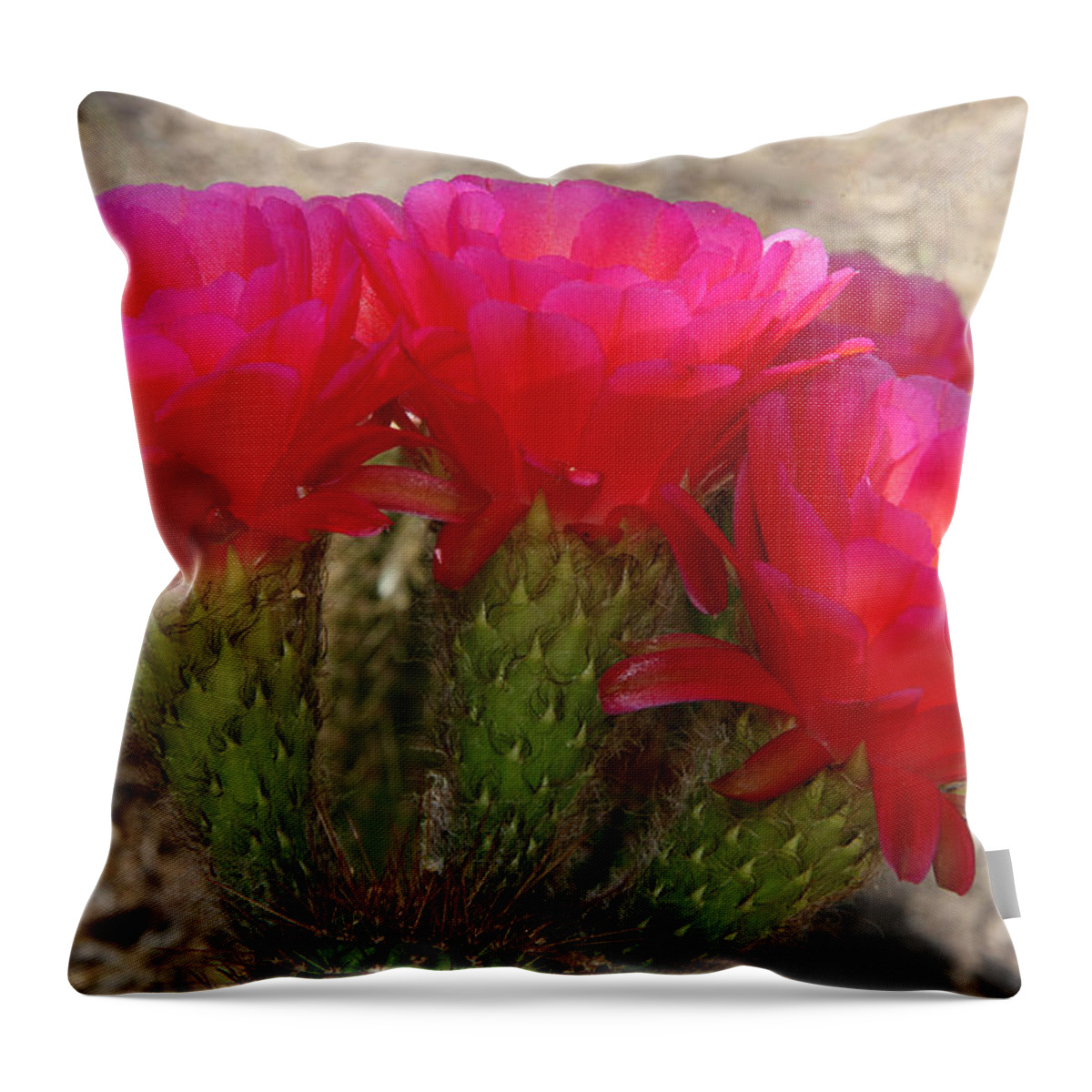 Cactus Throw Pillow featuring the photograph Hot hot hot by Tammy Espino