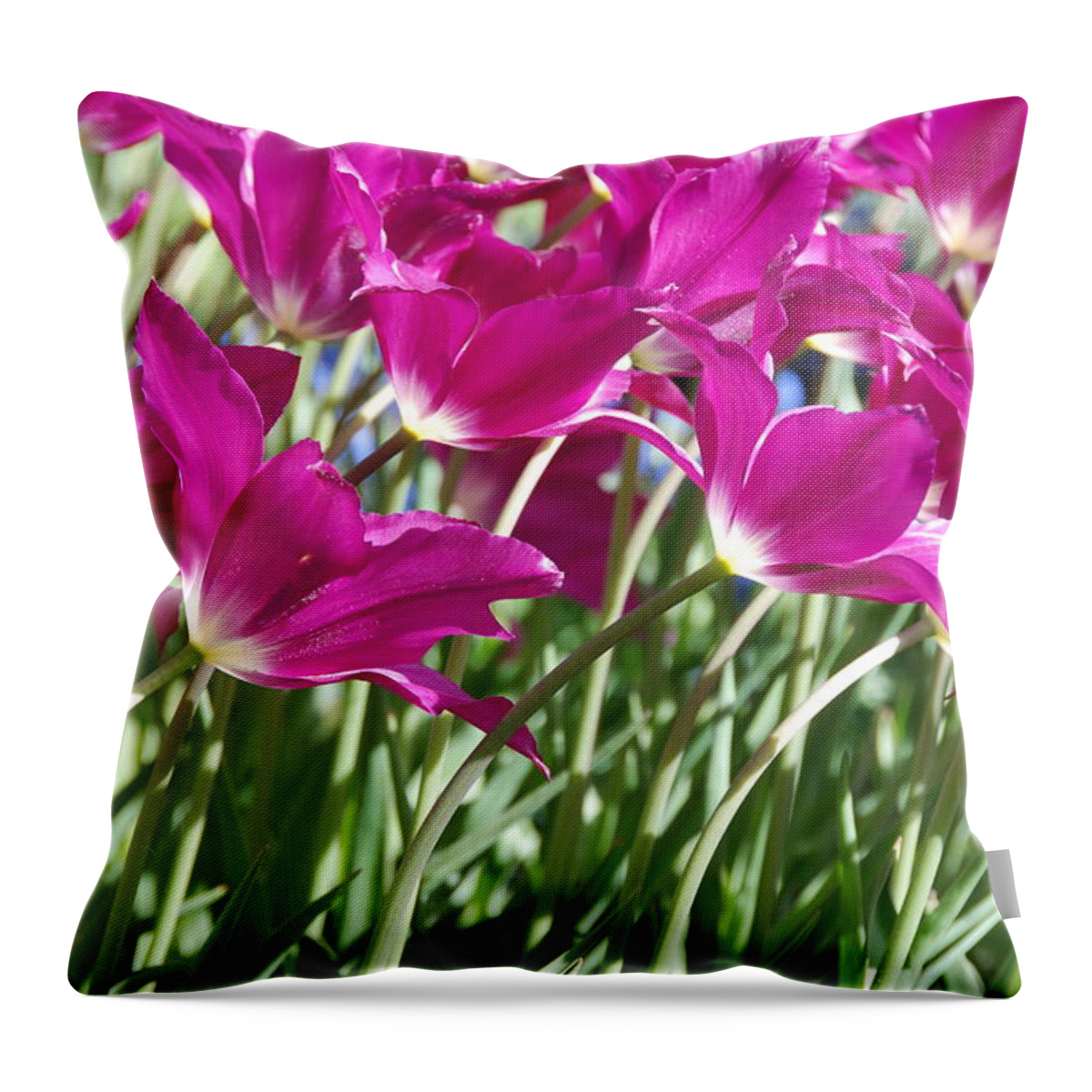 Hot Pink Tulips Throw Pillow featuring the photograph Hot Pink Tulips 2 by Allen Beatty