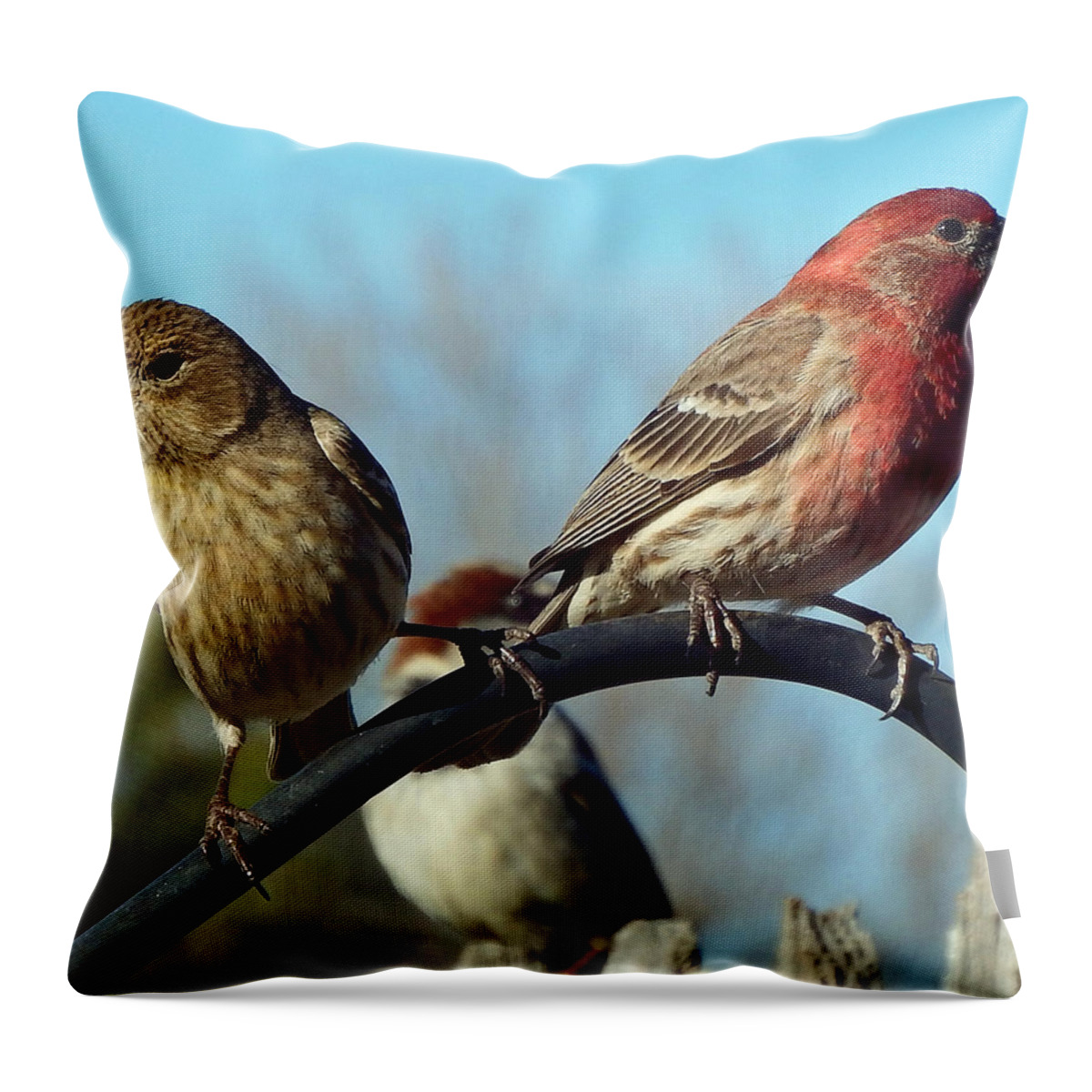 Male Throw Pillow featuring the photograph House Finch Pair by David G Paul