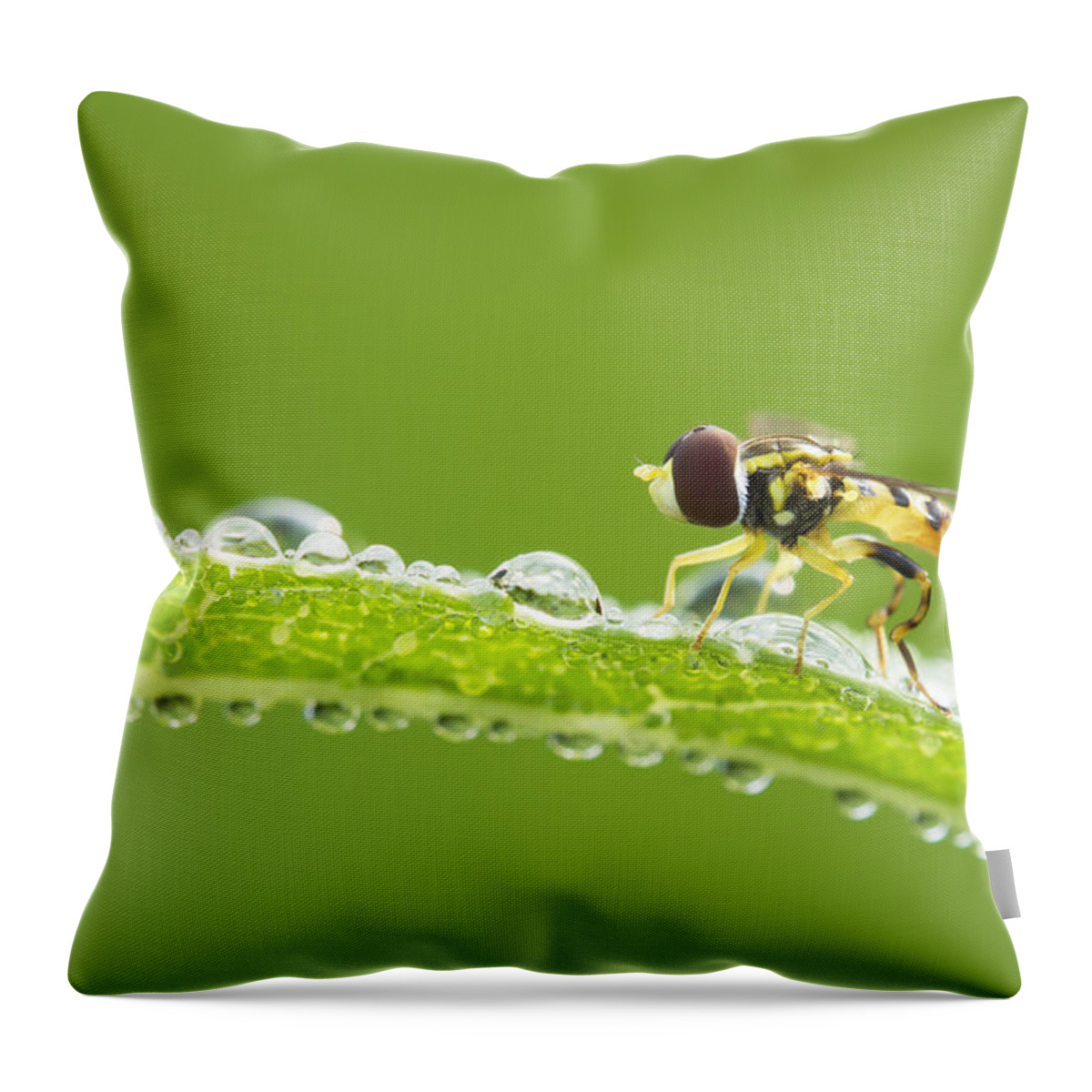 Background Throw Pillow featuring the photograph Hoverfly in dew by Mircea Costina Photography
