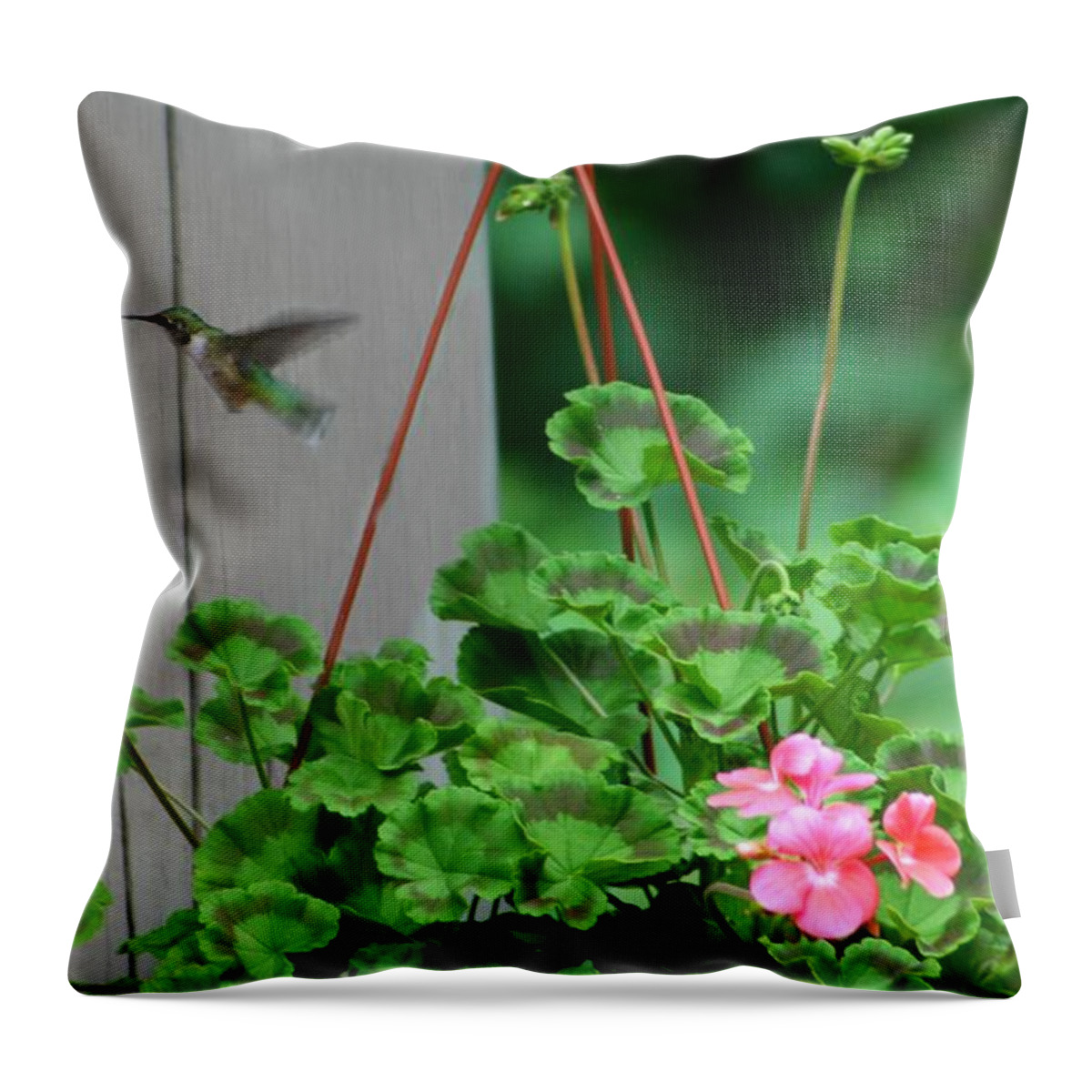 Macro Throw Pillow featuring the photograph Hovering by Barbara S Nickerson