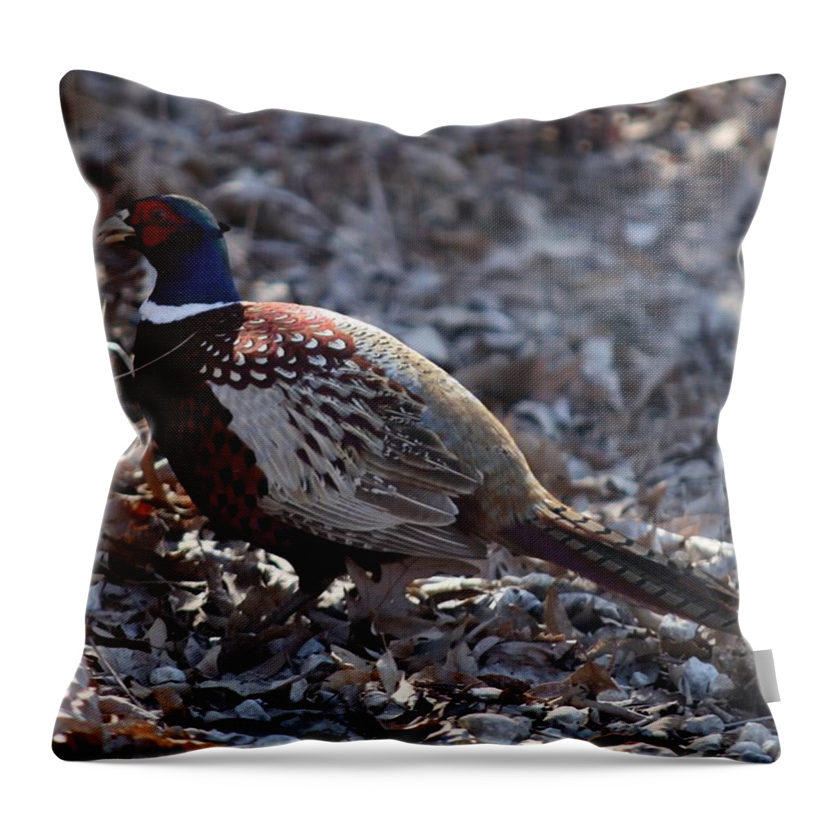 Pheasant Throw Pillow featuring the photograph Howard County Pheasant by Kathryn Cornett