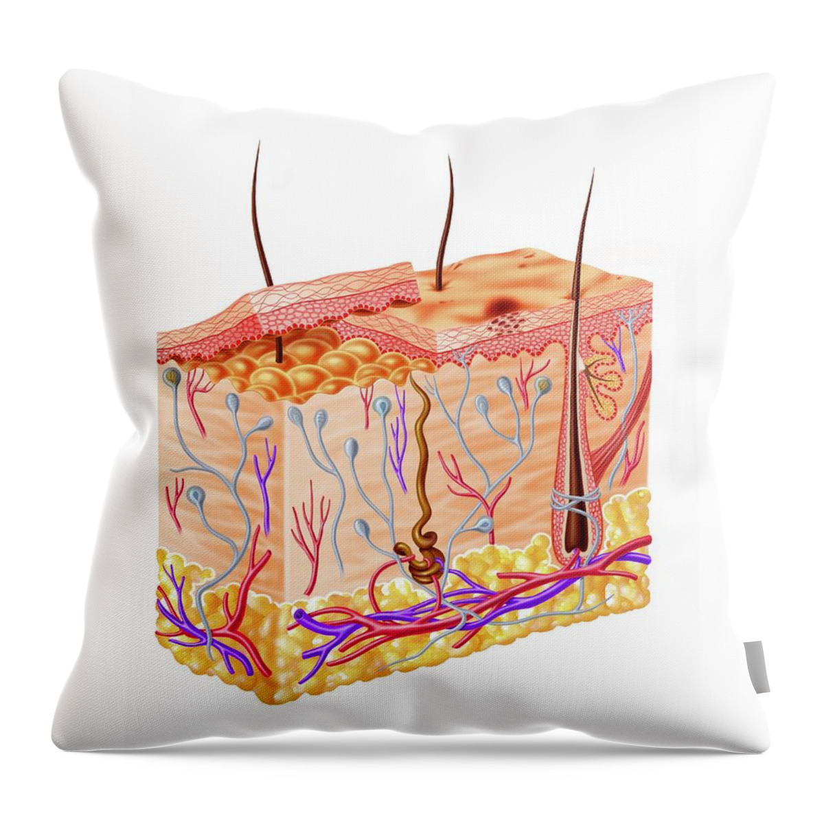 Skin Throw Pillow featuring the digital art Human Skin Anatomy, Artwork by Leonello Calvetti