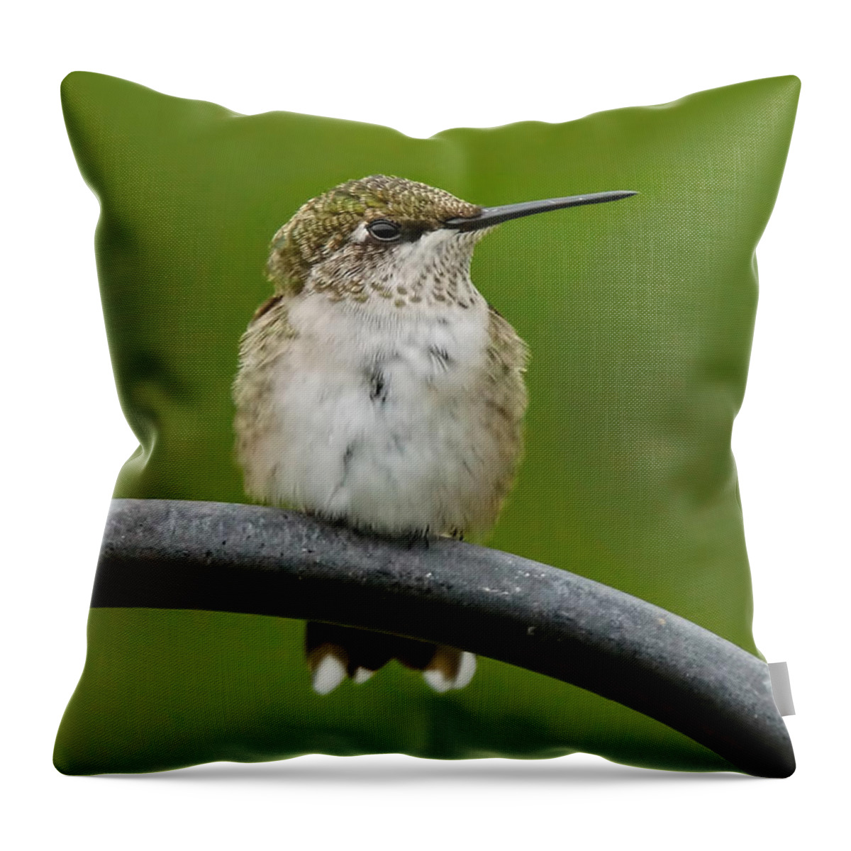 Hummingbird Throw Pillow featuring the photograph Hummingbird by Alan Hutchins