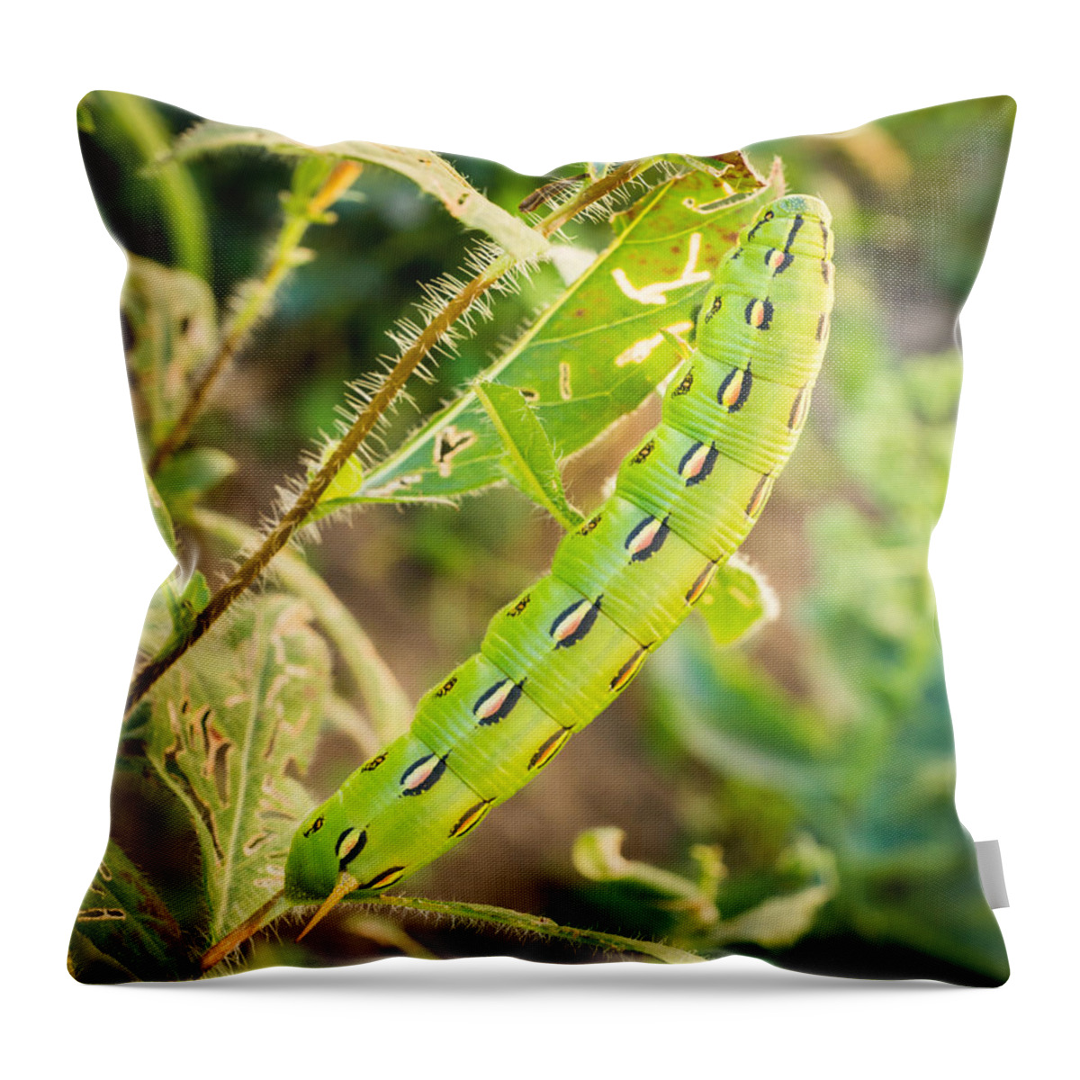 Caterpillar Throw Pillow featuring the photograph Hummingbird Moth Caterpillar by Bill Pevlor