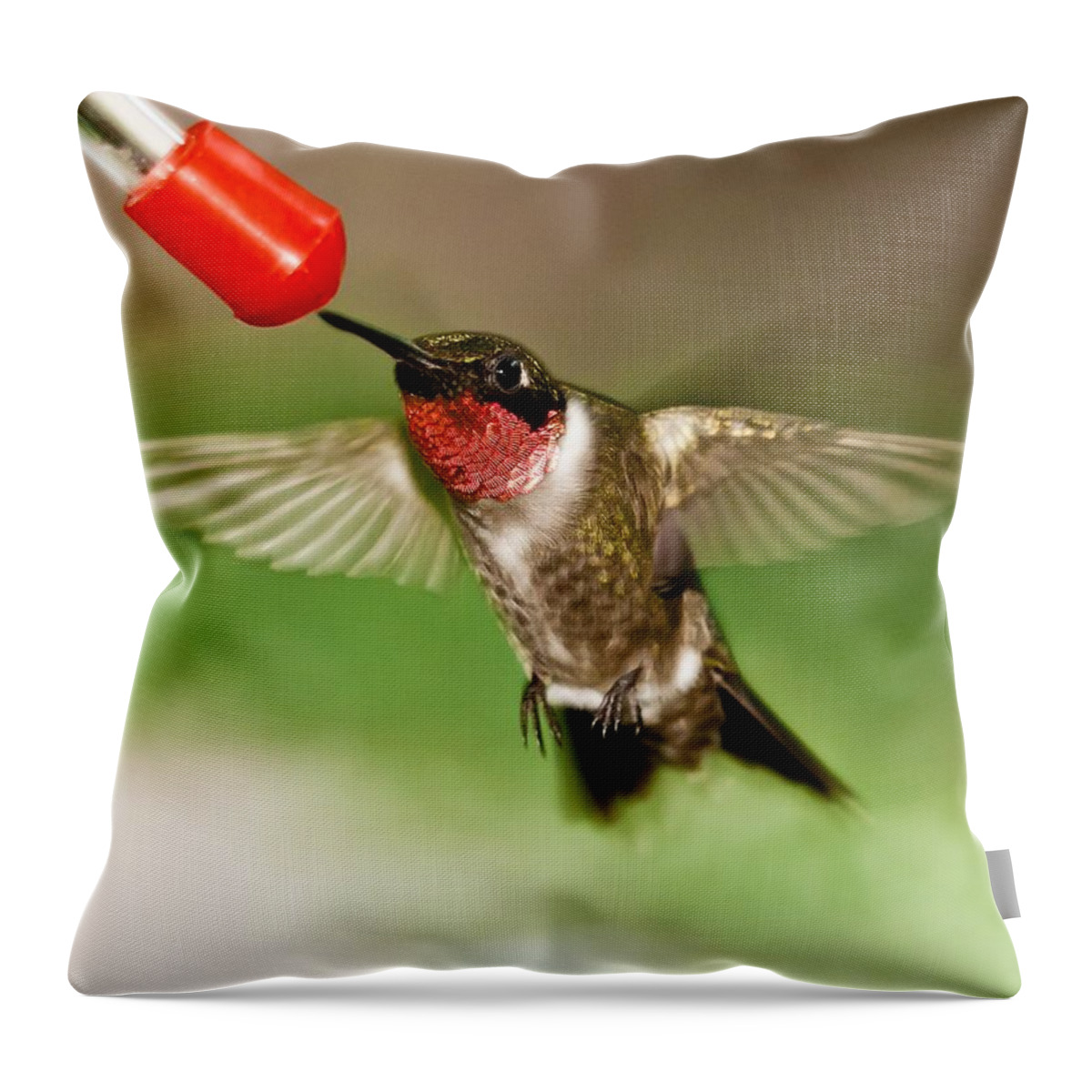 Hummingbird Throw Pillow featuring the photograph Hummingbird by Robert L Jackson
