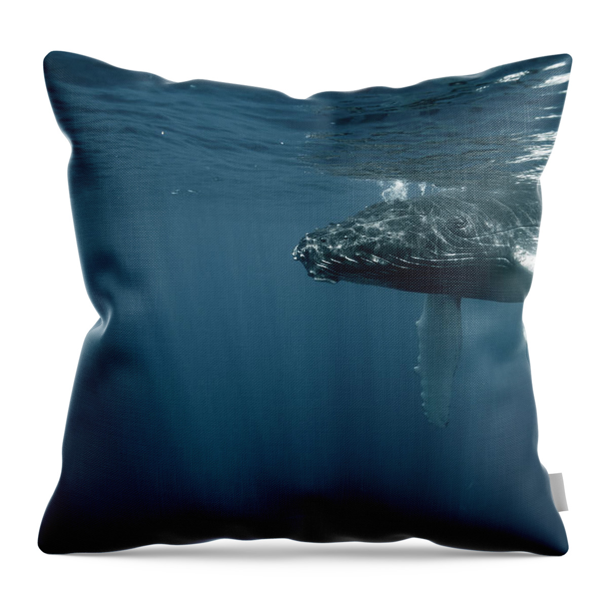 Underwater Throw Pillow featuring the photograph Humpback Whale Calf by Kerstin Meyer