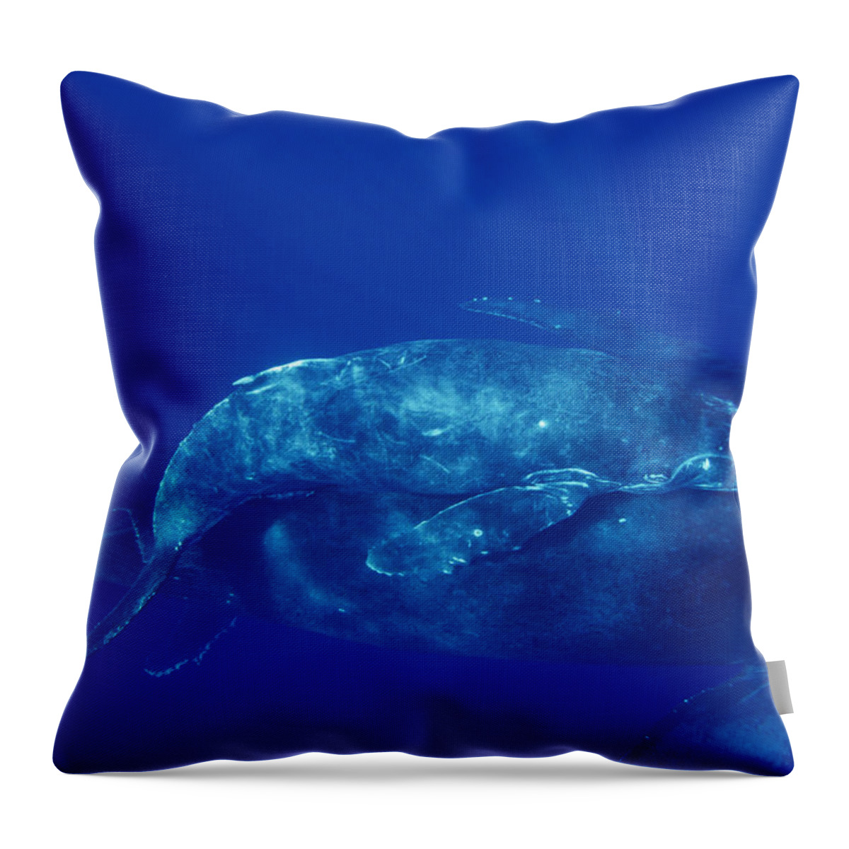 Feb0514 Throw Pillow featuring the photograph Humpback Whale Cow And Calf And Male by Flip Nicklin