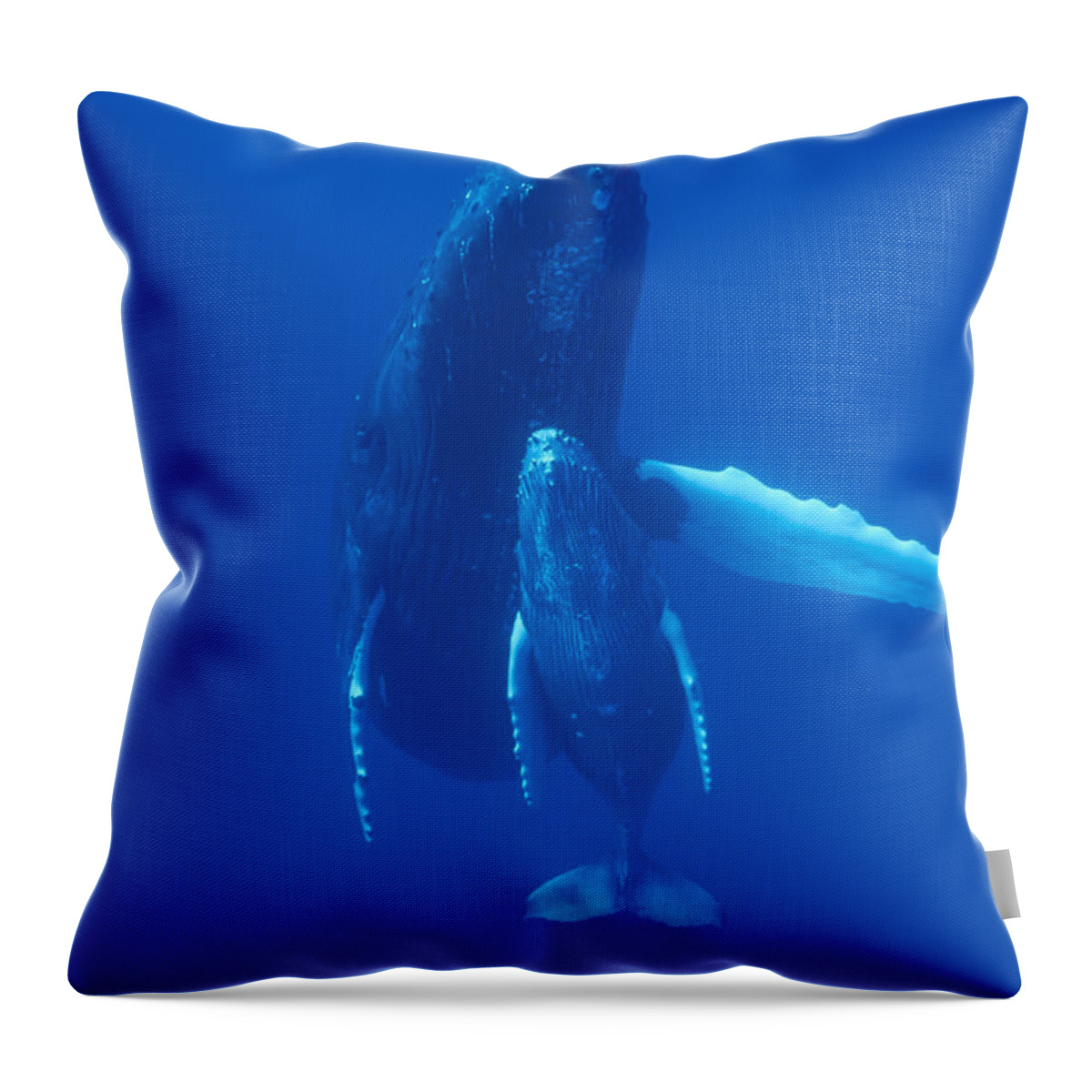 Feb0514 Throw Pillow featuring the photograph Humpback Whale And Calf Maui Hawaii by Flip Nicklin