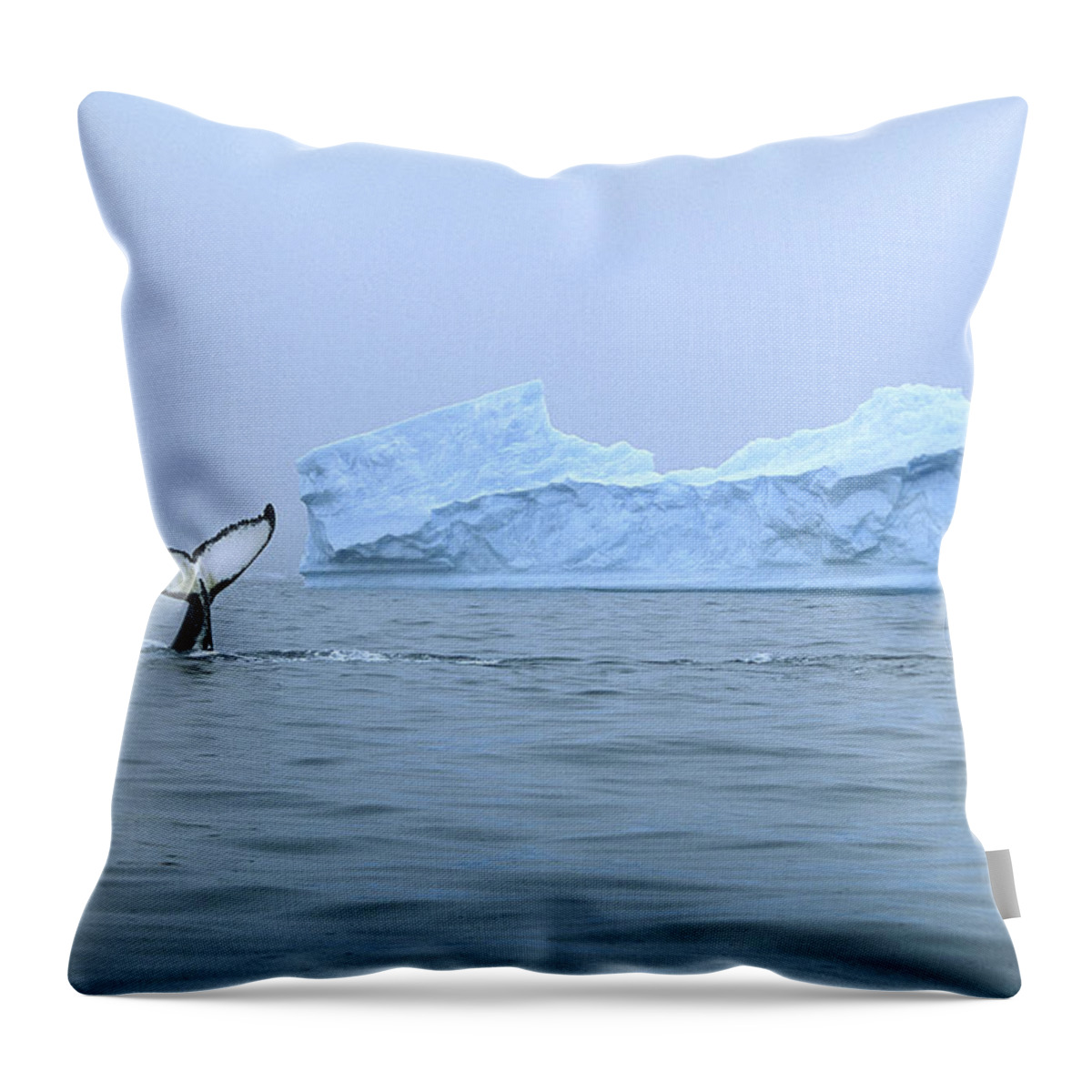 Feb0514 Throw Pillow featuring the photograph Humpback Whale Tail And Iceberg by Colin Monteath