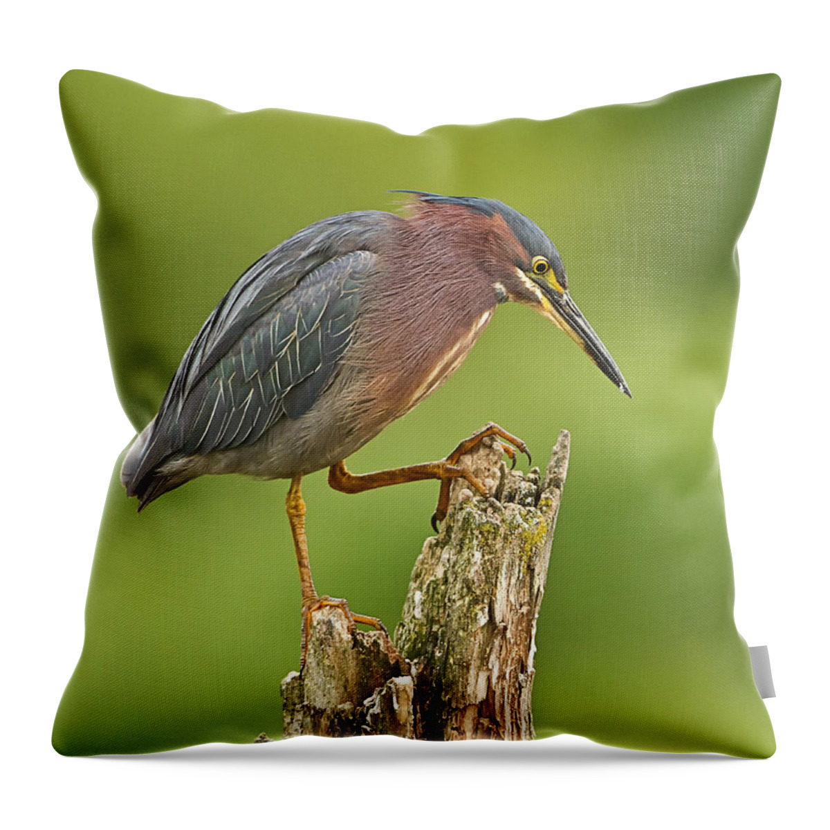 John Vose Throw Pillow featuring the photograph Hunting Green Heron by John Vose
