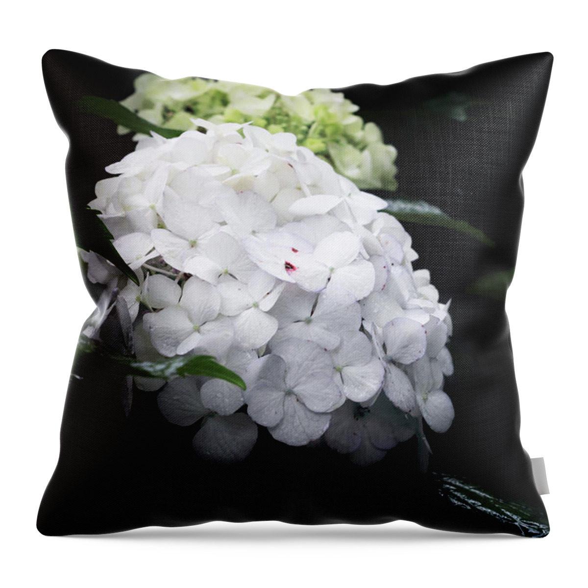 Summer Throw Pillow featuring the photograph Hydrangea by Stephanie Frey