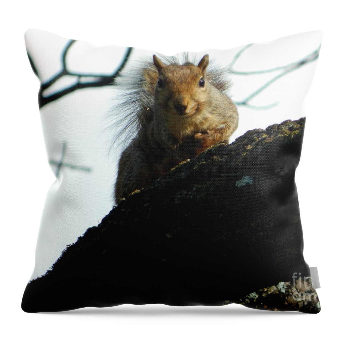 Squirrel Throw Pillow featuring the photograph I See You by Emmy Vickers