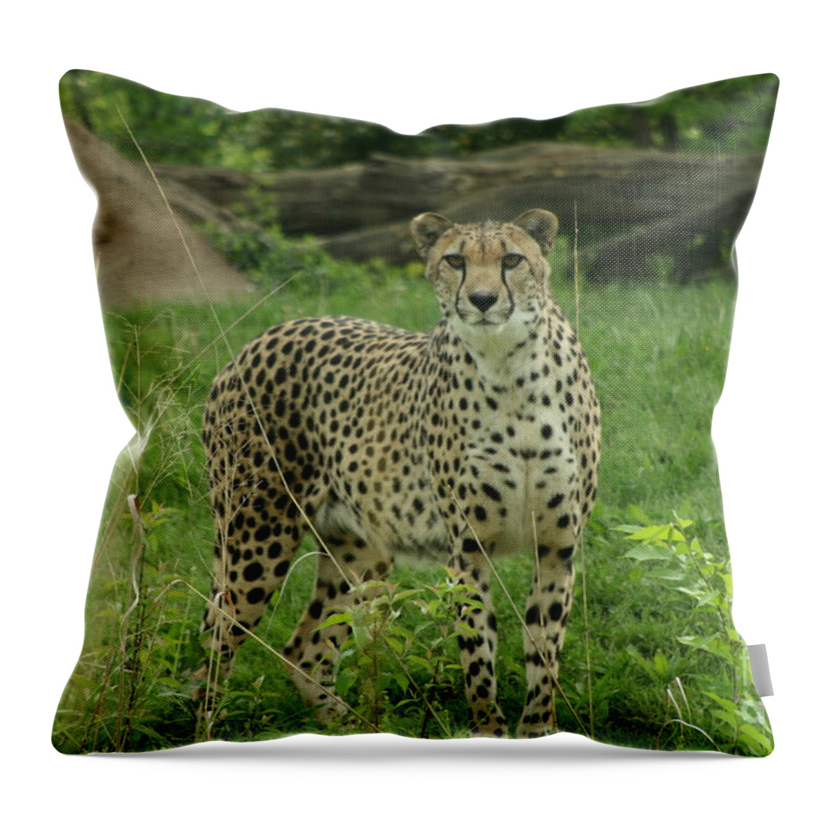 Cheetah Throw Pillow featuring the photograph I Spy by Crystal Nederman