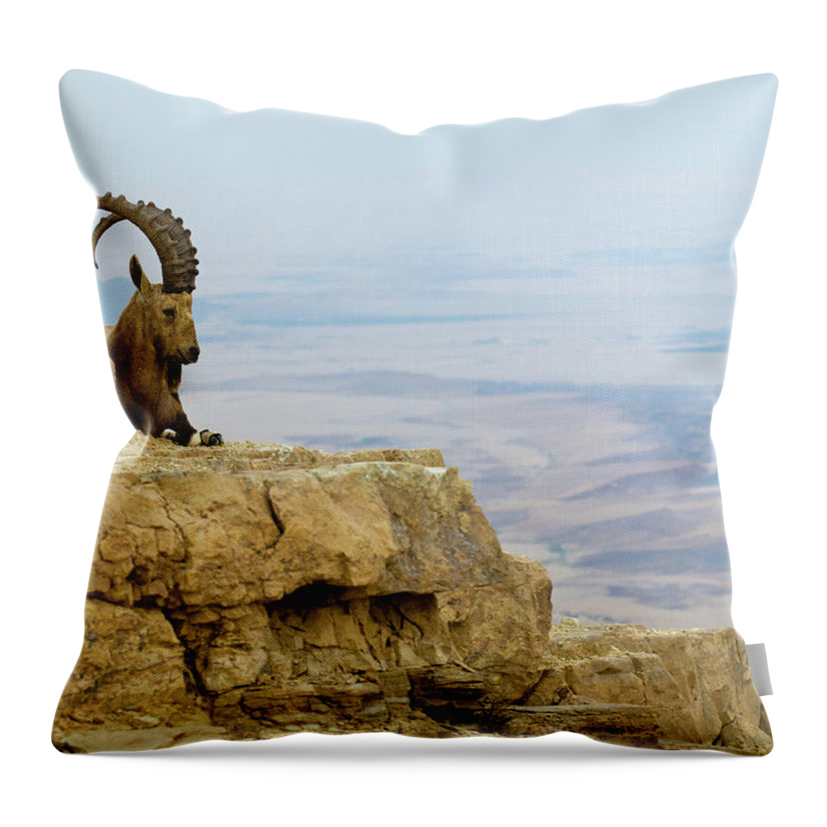 Horned Throw Pillow featuring the photograph Ibex On Ledge by Ilan Shacham