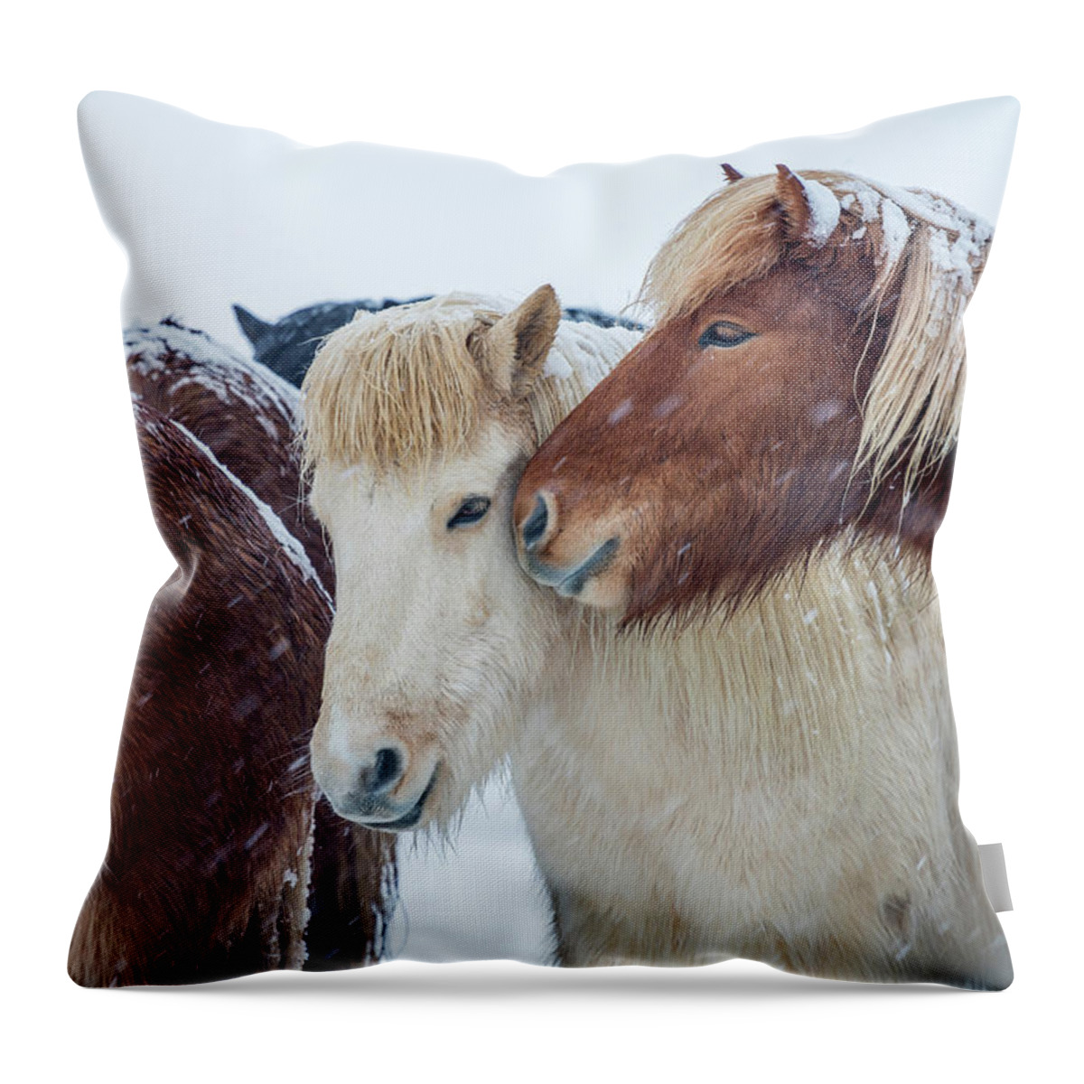 Photography Throw Pillow featuring the photograph Icelandic Horses by Animal Images
