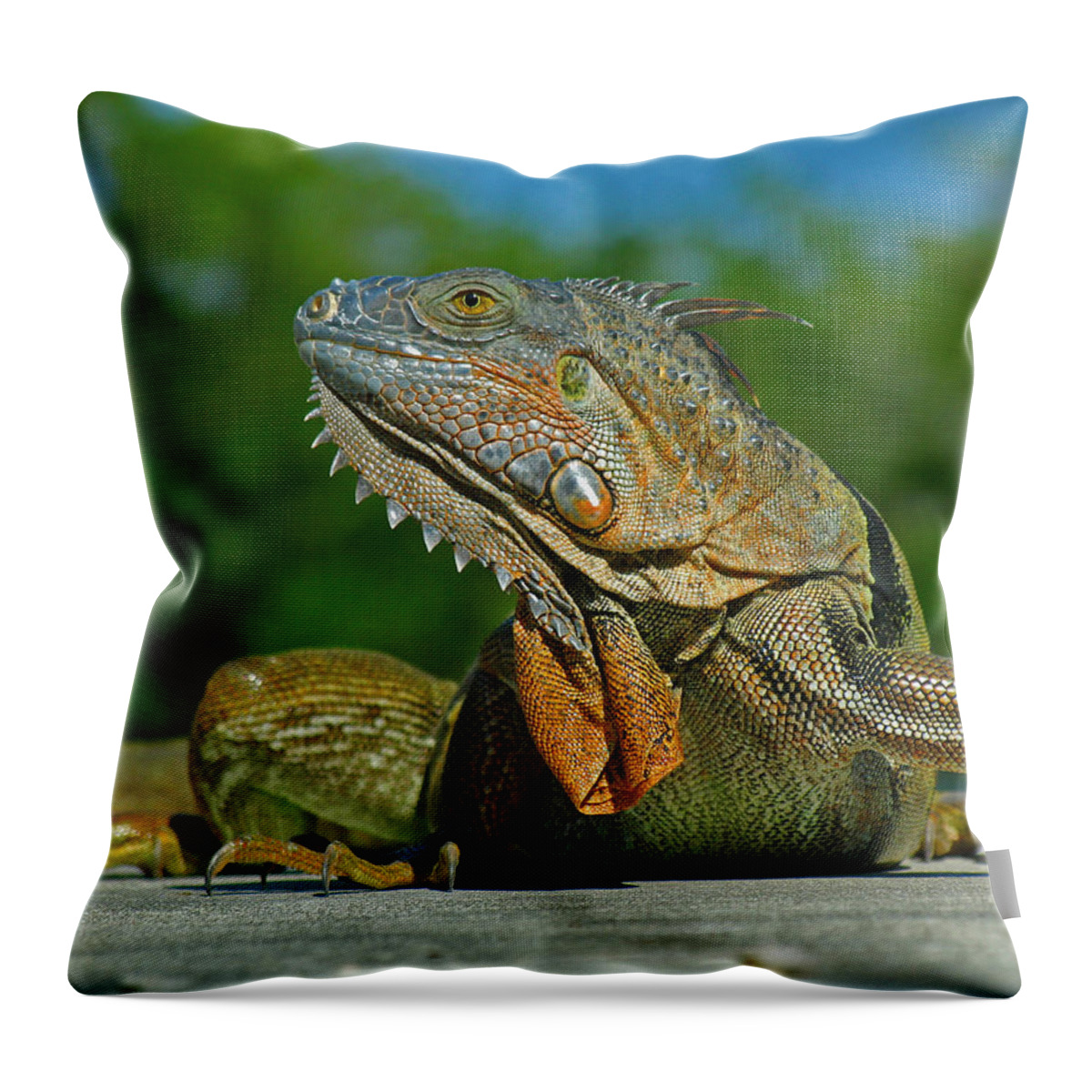 Animal Throw Pillow featuring the photograph Iguana by Juergen Roth