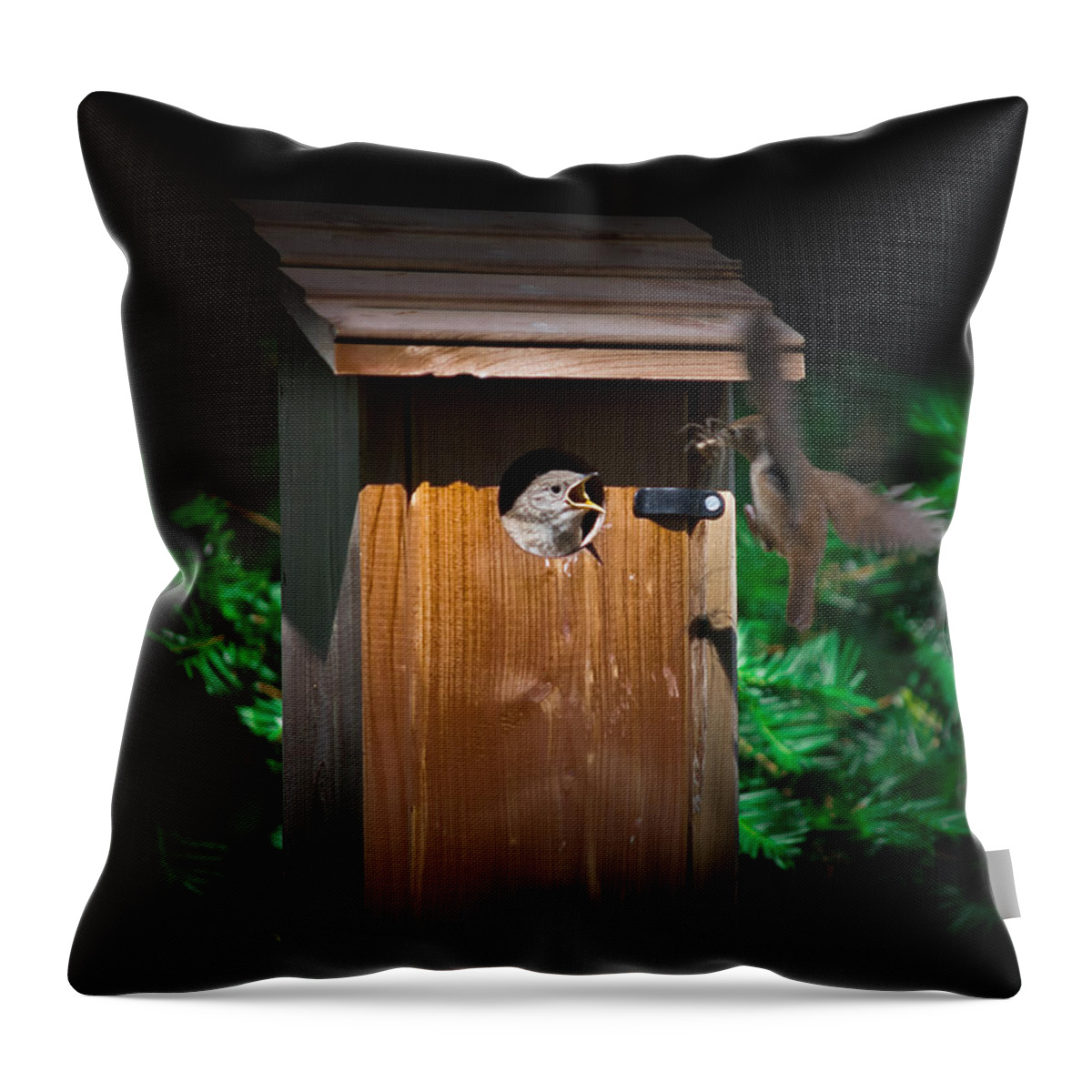 Mama Bird Throw Pillow featuring the photograph I'm Hungry by Kenneth Cole
