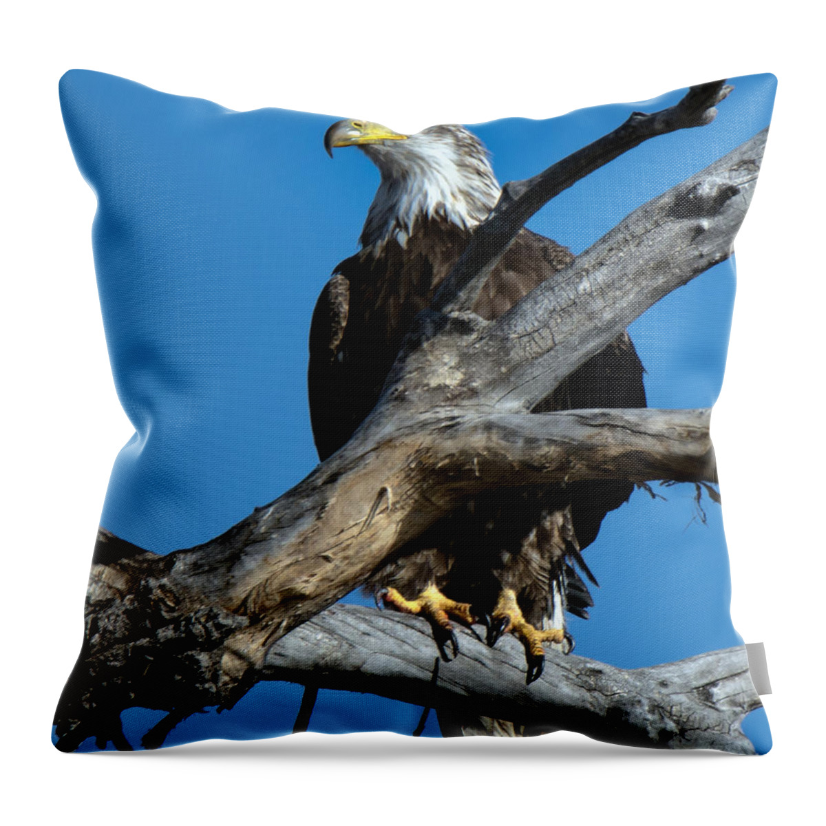 American Bald Eagle Throw Pillow featuring the photograph Immature Bald Eagle on Dead Branch by Stephen Johnson