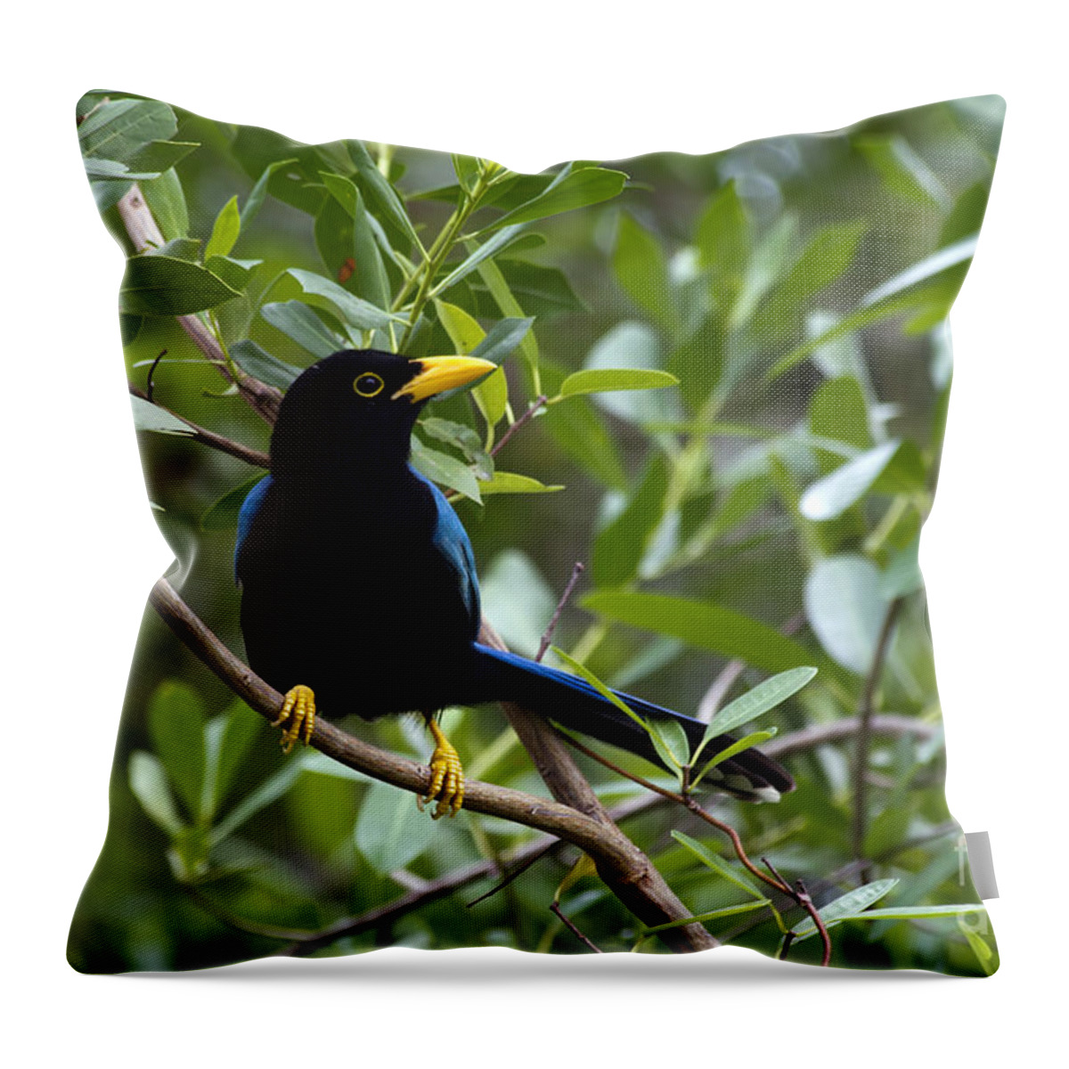 Bird Throw Pillow featuring the photograph Immature Yucatan Jay by Teresa Zieba