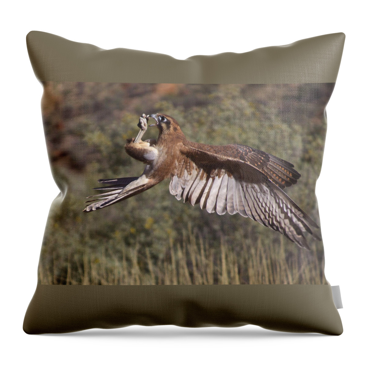 Bird Throw Pillow featuring the photograph In Flight Meals, Alice Springs, Australia by Venetia Featherstone-Witty
