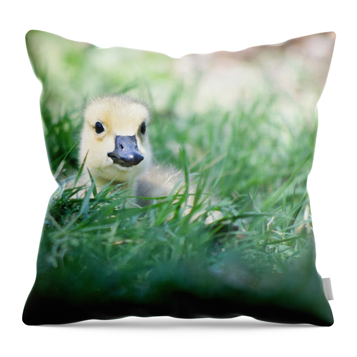 Bird Throw Pillow featuring the photograph In The Grass by Priya Ghose