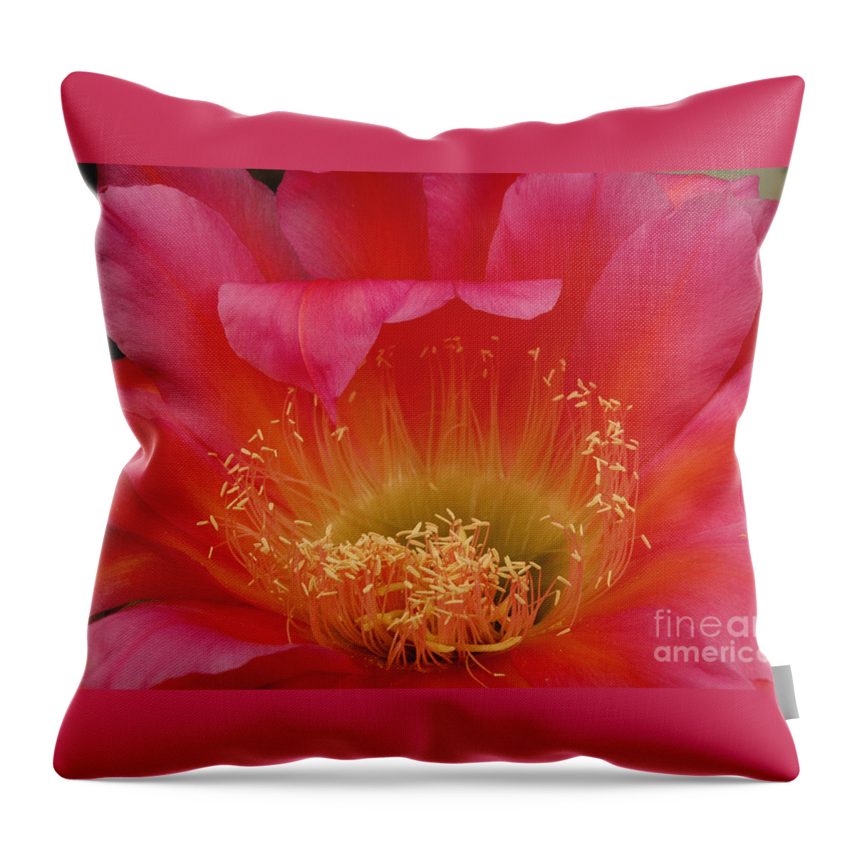 Prickly Pear Cactus Throw Pillow featuring the photograph In the Pink by Vivian Christopher