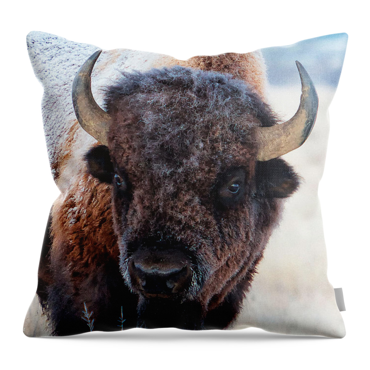 Olena Art Throw Pillow featuring the photograph IA snow-covered American bison roams in Yellowstone National Park and Arsenal Park, Colorado by Lena Owens - OLena Art Vibrant Palette Knife and Graphic Design