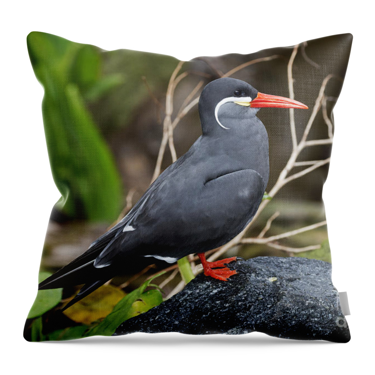 Inca Tern Throw Pillow featuring the photograph Inca Tern by Anthony Mercieca