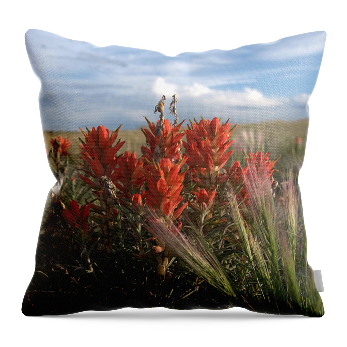 Flower Throw Pillow featuring the photograph Indian Paintbrush by Frank Madia
