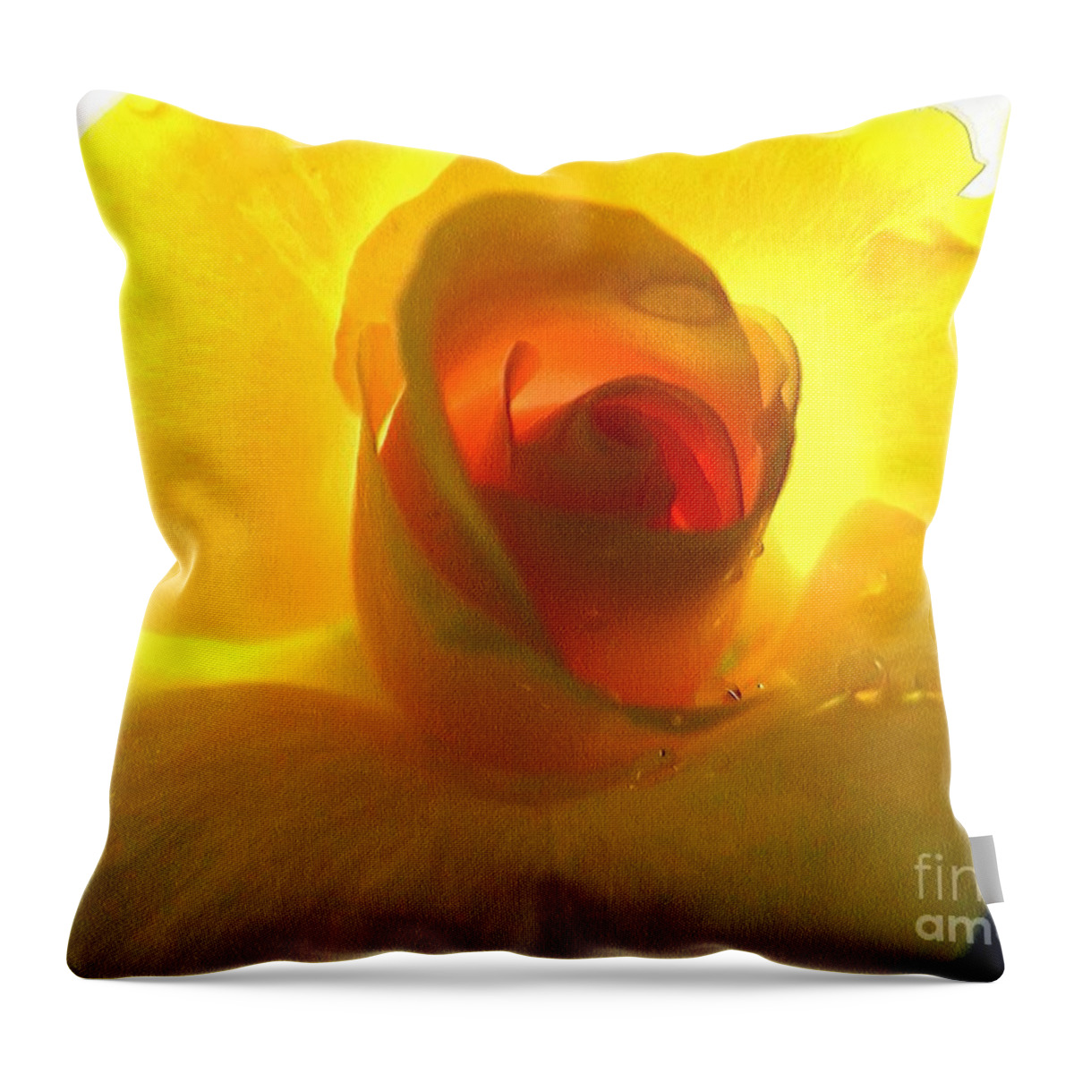 Rose Throw Pillow featuring the photograph Inner Glow by Robyn King