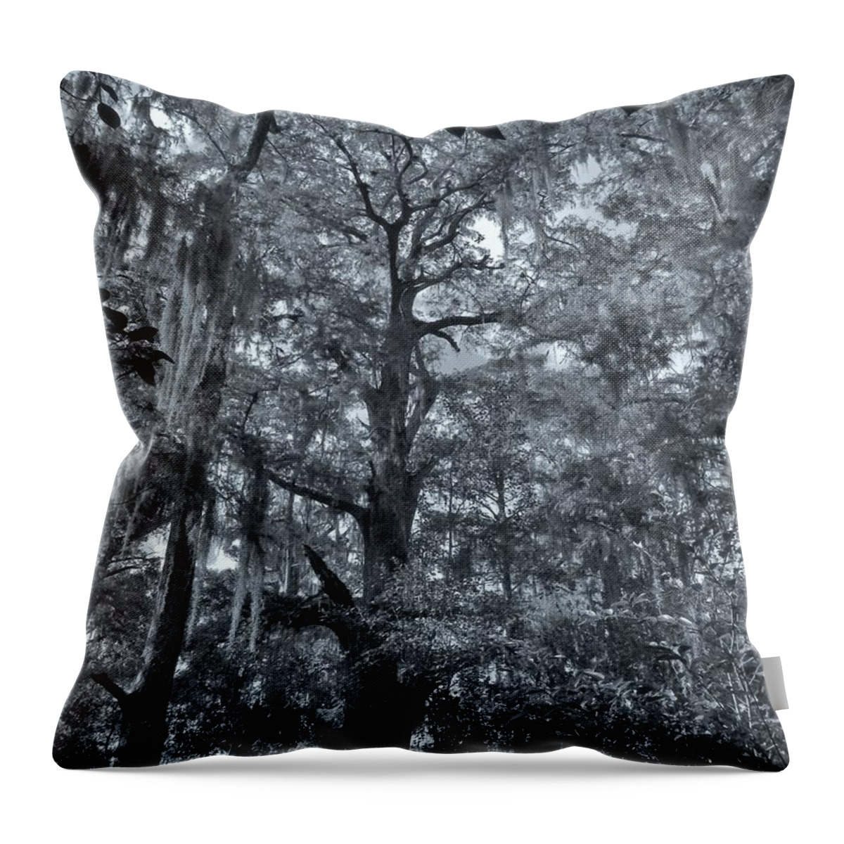 Cypress Tree Throw Pillow featuring the photograph Inside A Cypress Dome by Christopher Perez