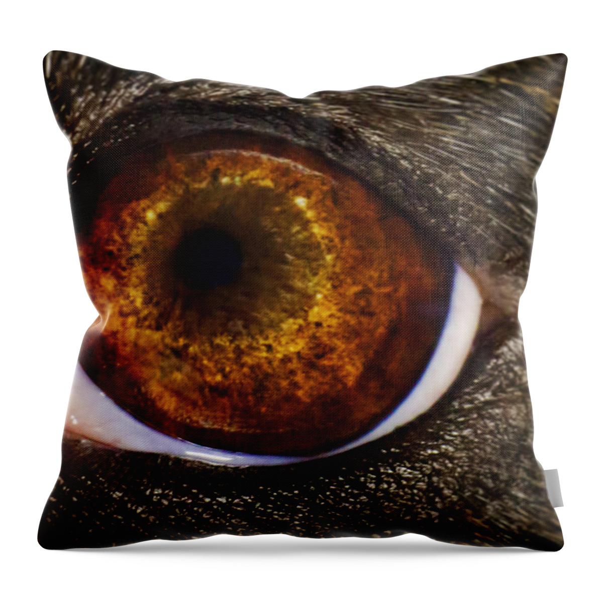 Animal Throw Pillow featuring the photograph Into the Eye of the Pit by Brian Cross