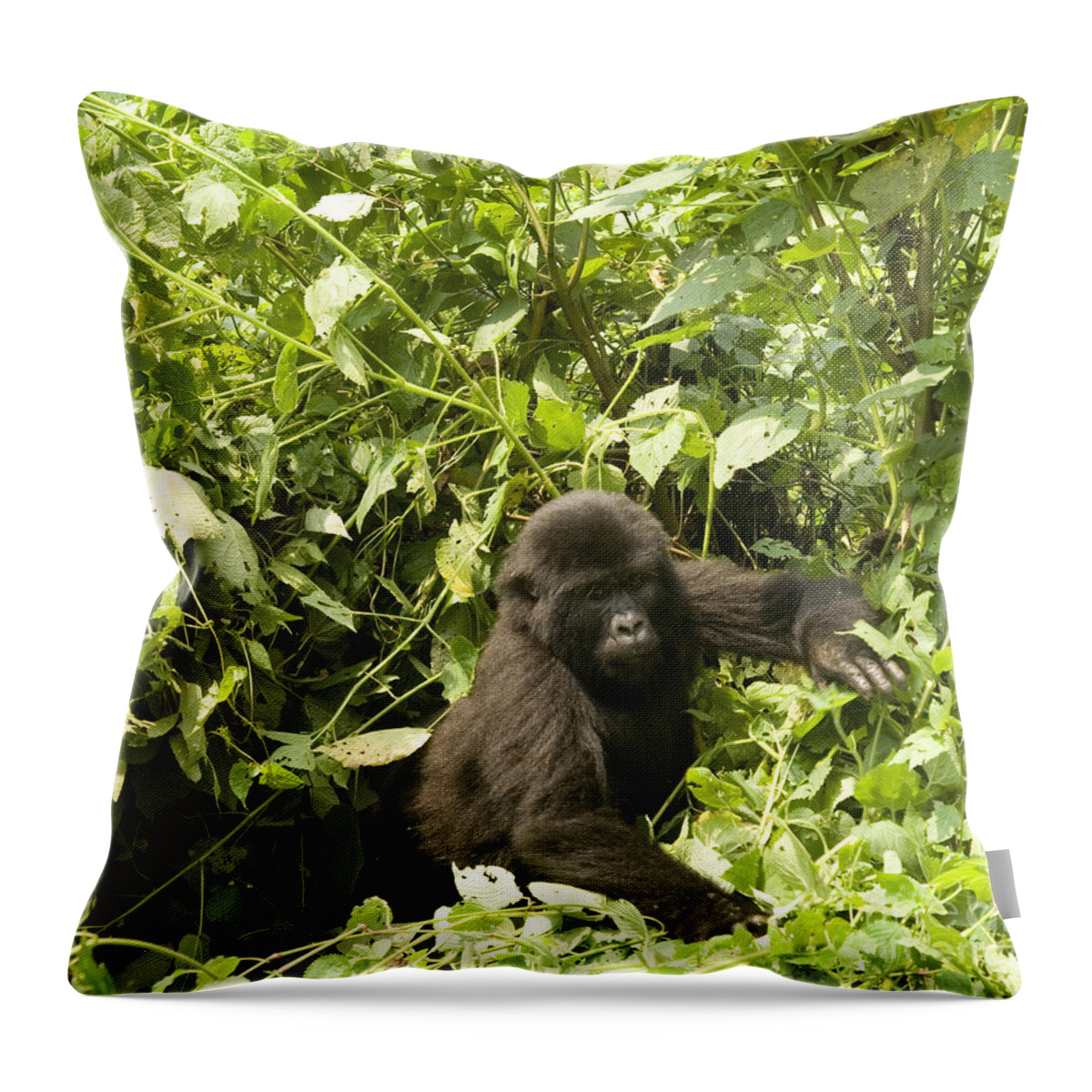 Mountain Gorilla Throw Pillow featuring the photograph Into the Light by Liz Leyden