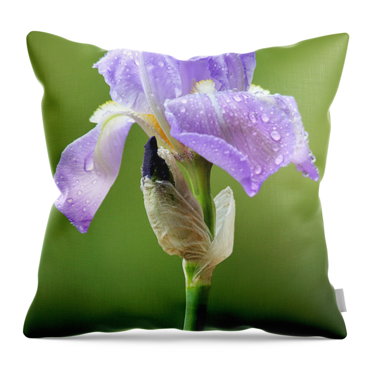 Iris Throw Pillow featuring the photograph Iris After the Rain by Trina Ansel