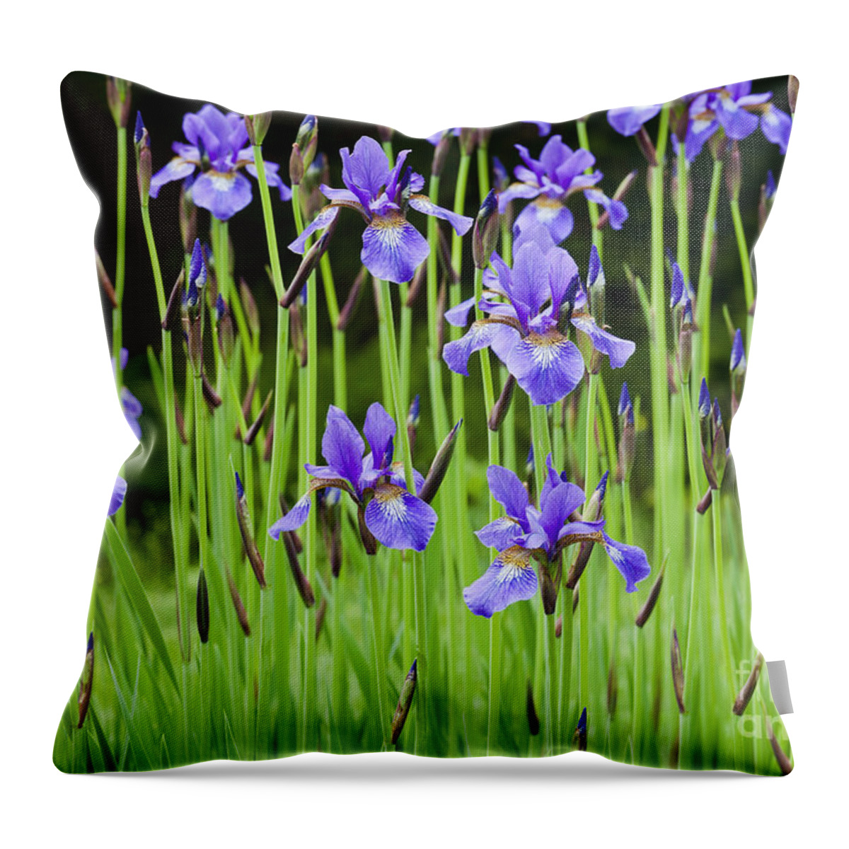 Iris Throw Pillow featuring the photograph Iris Garden by Alan L Graham