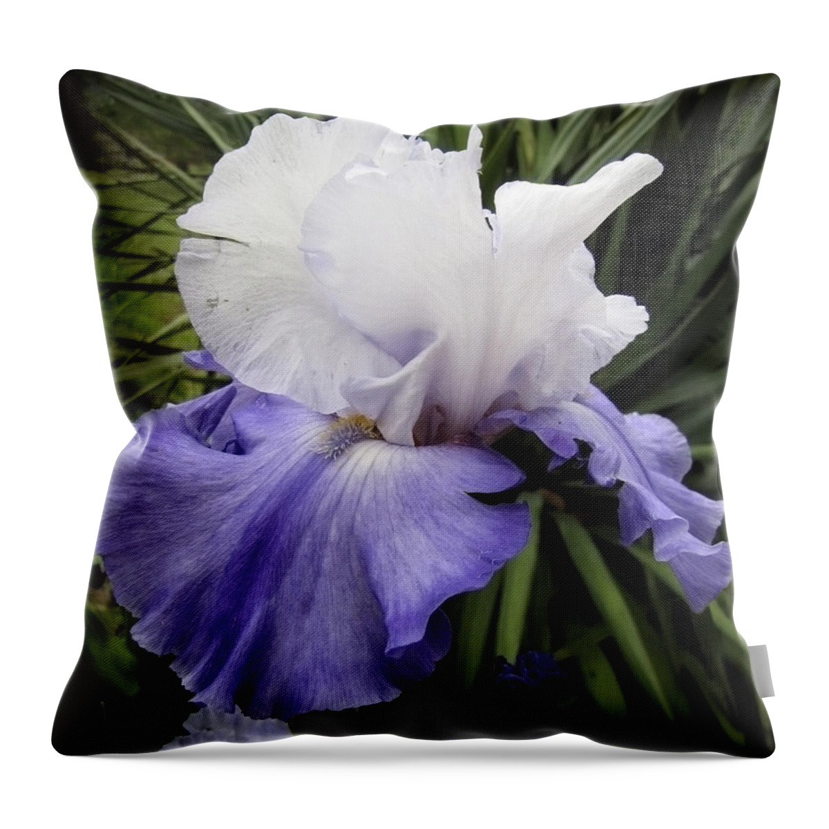 Iris Throw Pillow featuring the photograph Iris Lavender and White floral photograph by Ann Powell