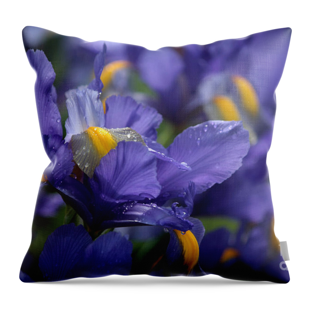 Blue Flowers Throw Pillow featuring the photograph Iris With Raindrops by Luv Photography