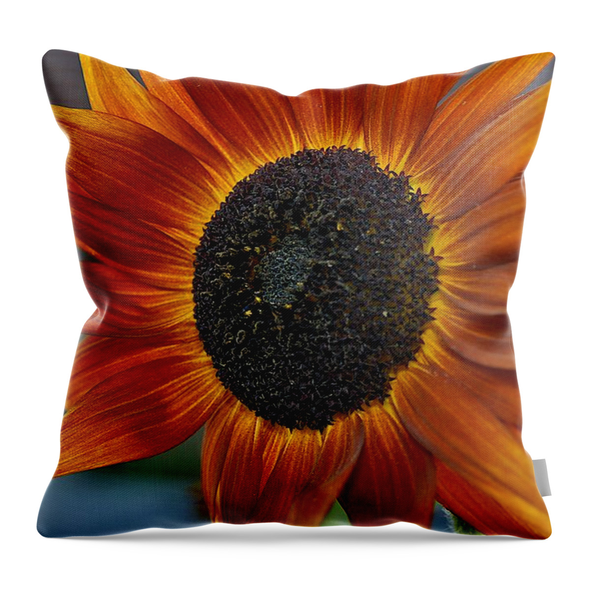Orange Sunflower Throw Pillow featuring the photograph Isabella Sun by Joseph Yarbrough