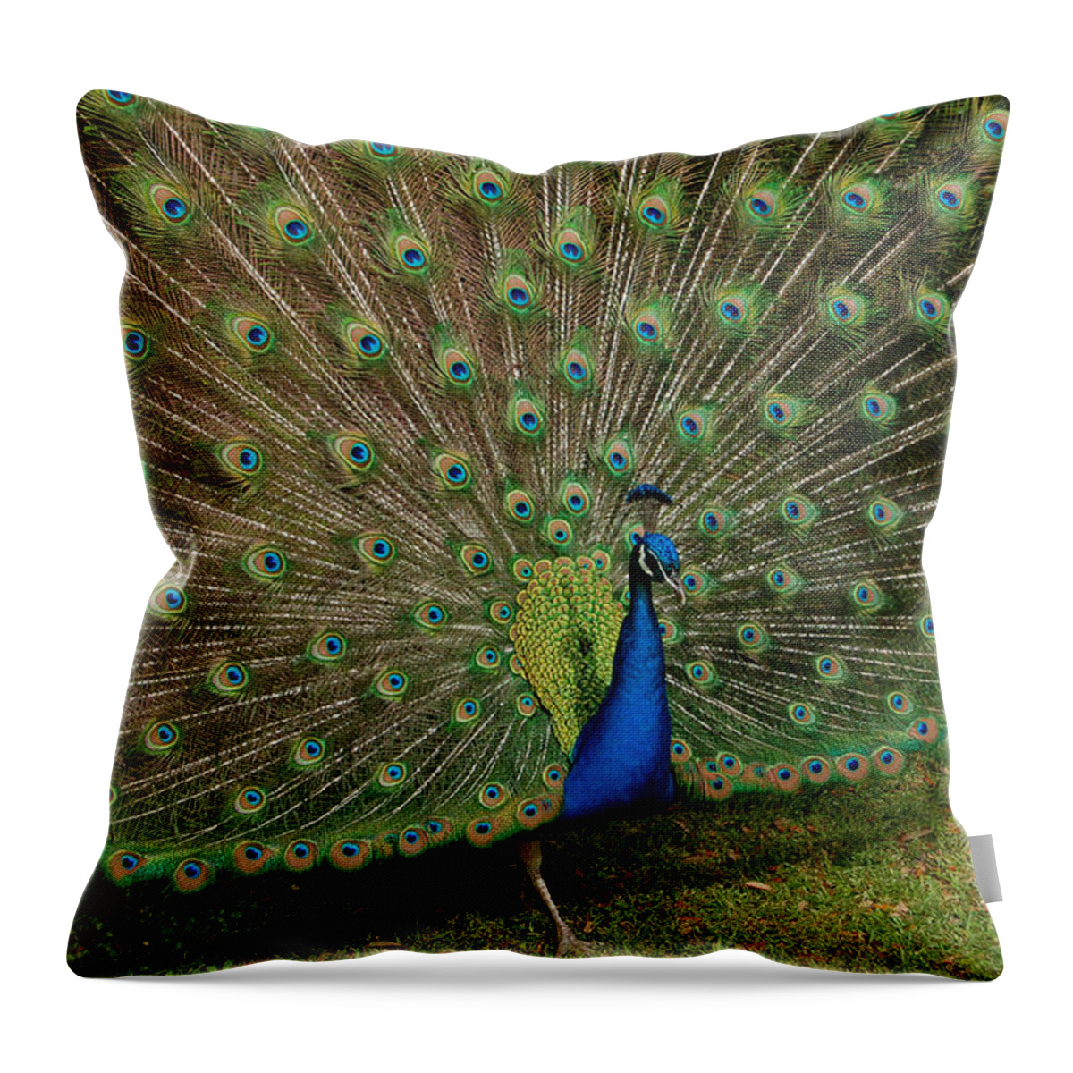 Peacock Throw Pillow featuring the photograph Its All About Him by Suzanne Gaff
