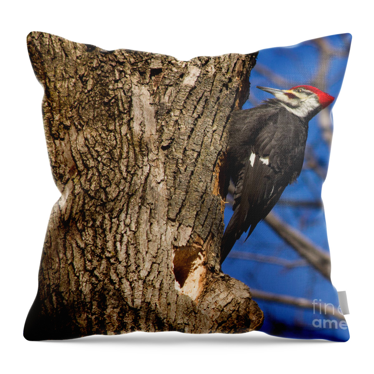 Woodpecker Throw Pillow featuring the photograph It's Woody by Rod Best