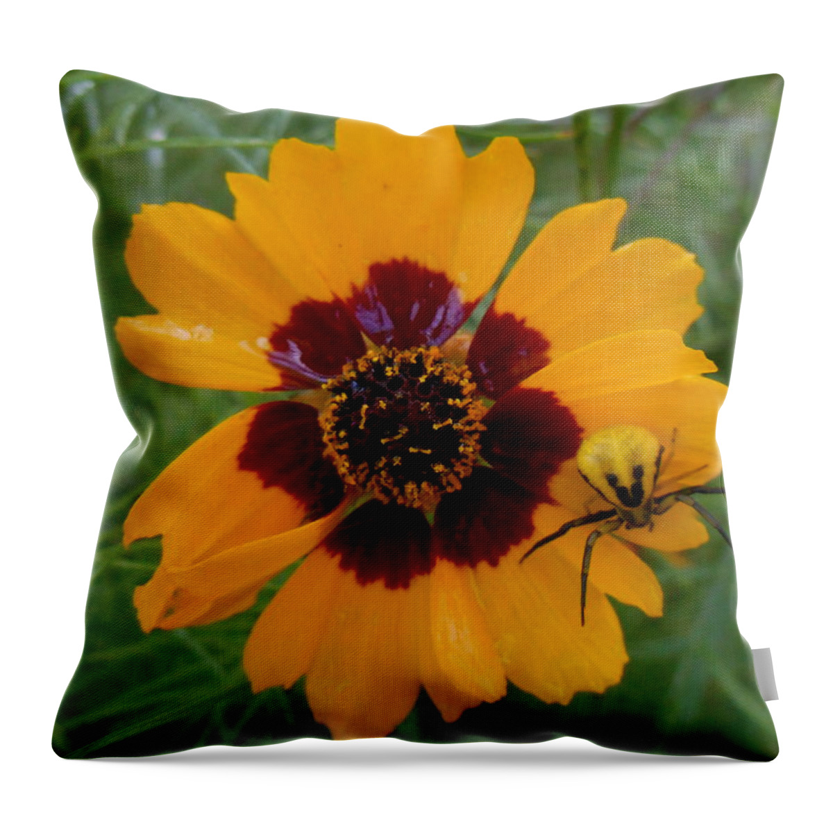Spider Throw Pillow featuring the photograph Itsy Bitsy Spider by Diannah Lynch